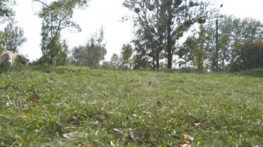 Adam sopa ya da oyuncak hayvan onun köpekler için için atma. Labrador ya da altın geri almak gidiş tahta sopa almaya. Erkek sahibi ve doğa yaz aylarında açık oynarken onun evcil hayvan. Yakın çekim