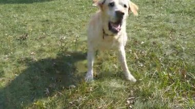 Köpek doğurmak labrador retriever yeşil çim ve kabuk üzerinde oturur. Evcil hayvan eğitim. Yakın çekim