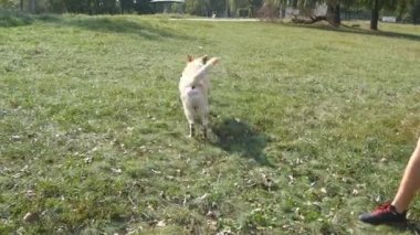 Adam sopa ya da oyuncak hayvan onun köpekler için için atma. Labrador ya da altın geri almak gidiş tahta sopa almaya. Erkek sahibi ve doğa yaz aylarında açık oynarken onun evcil hayvan. Yakın çekim