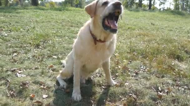 개 품종 래브라도 리트리버는 푸른 잔디와 짖는 소리에 앉아 있다. 국내 동물의 훈련입니다. 클로즈업 — 비디오