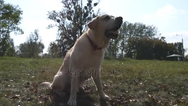 Pies rasy labrador retriever siedzi na zielonej trawie i szczekanie. Szkolenia zwierząt domowych. Z bliska — Wideo stockowe