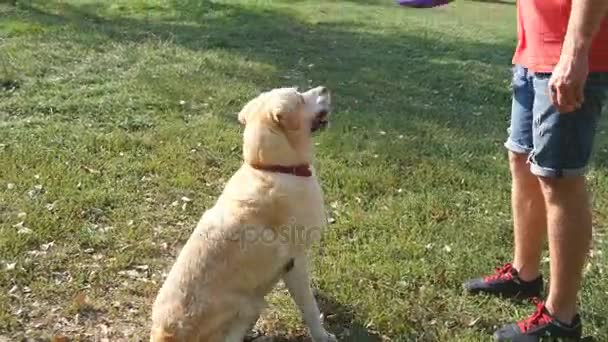 Homem jogando pau ou brinquedo para animal para seus cães. Labrador ou golden retriever vai buscar pau de madeira. Homem proprietário e seu animal doméstico jogando ao ar livre na natureza no verão. Fechar — Vídeo de Stock