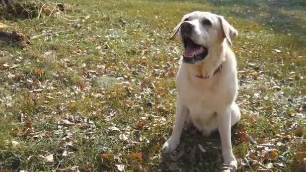 Σκύλο φυλής Λαμπραντόρ ή χρυσόs retriever συνεδρίαση για την πράσινη χλόη και γαβγίζει. Κατοικίδιο ζώο δίνοντας ένα πόδι στο χέρι του ιδιοκτήτη. Αρσενικό βραχίονα χάδι και χαϊδεύοντας το κεφάλι του σκύλου. Κοντινό πλάνο — Αρχείο Βίντεο