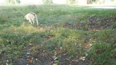 Aşağıdaki alana yürüyen bir köpek. Labrador veya altın geri almak doğa ve kuyruk sallama açık koşu. Arka arkadan görünüm