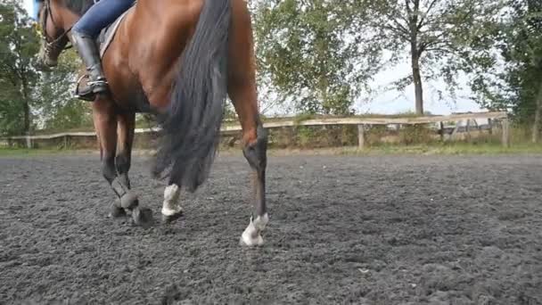 Voet van paard lopen op het zand. Close up van benen, gaande van de natte modderige grond op de manege op boerderij. Aanleiding voor de hengst. Close-up van Slow motion — Stockvideo