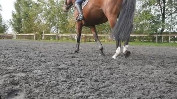 Pie de caballo caminando sobre la arena. Primer plano de las piernas que van en el suelo mojado fangoso en Manege en la granja. Siguiendo por semental. Primer plano: cámara lenta — Vídeo de stock