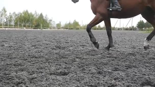 Seguindo a pé de cavalo correndo na areia. Close up de pernas de garanhão galopando no chão enlameado molhado. Movimento lento — Vídeo de Stock