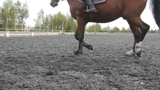 Seguindo a pé de cavalo correndo na areia. Close up de pernas de garanhão galopando no chão enlameado molhado. Movimento lento — Vídeo de Stock