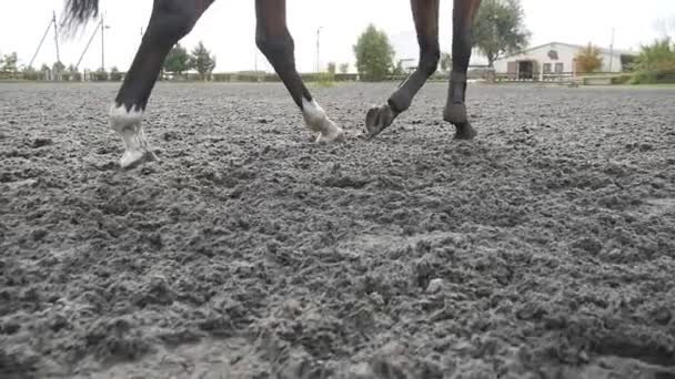 Siguiendo a pie de caballo corriendo sobre la arena. Cierre de piernas de semental galopando en el suelo mojado y fangoso. Movimiento lento — Vídeos de Stock