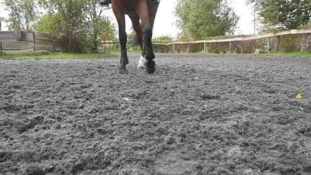 Foten av häst gå på sanden. Närbild på benen går på våta leriga marken på manege på farm. Följande för hingst. Närbild av Slow motion framifrån — Stockvideo