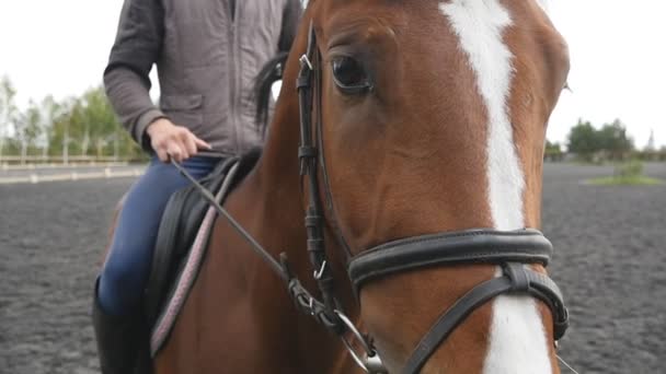 Caballos hocico o cabeza con brida de cerca. Cara de semental marrón y ojo en primer plano con detalle melena. Jockey montando sentado. Movimiento lento — Vídeos de Stock