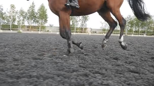 Volgen om te voet van het paard wordt uitgevoerd op het zand. Close up van de benen van hengst galopperen op de natte modderige grond. Slow motion — Stockvideo