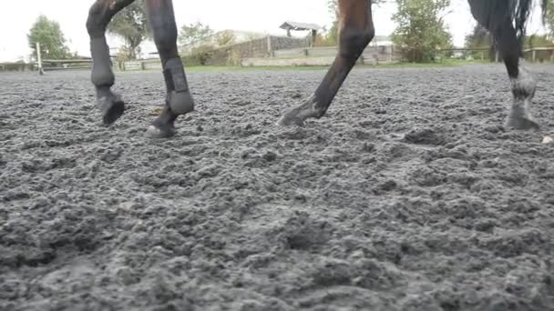 Pie de caballo caminando sobre la arena. Primer plano de las piernas que van en el suelo mojado fangoso en Manege en la granja. Siguiendo por semental. Primer plano: cámara lenta — Vídeos de Stock