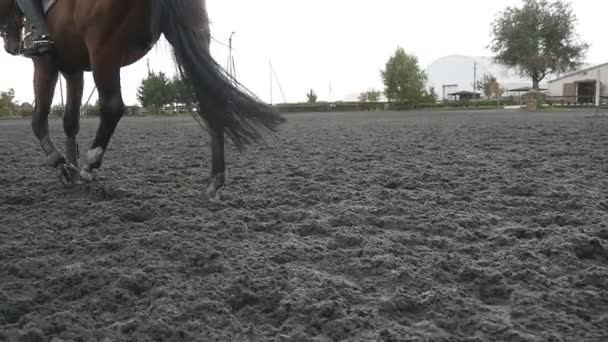 Noha koně chůzi na písku. Detailní záběr na nohy a na mokré blátě v manéž na farmě. Po pro hřebce. Detailní záběr Zpomalený pohyb zadní zadní pohled — Stock video