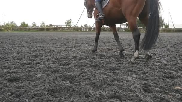 Piede di cavallo che cammina sulla sabbia. Primo piano di gambe che vanno sul terreno fangoso umido a manege a fattoria. Seguo lo stallone. Chiudere rallentatore — Video Stock