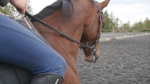 Snuit van hengst close-up. Jockey op paard lopen bij manege op boerderij op dag. Prachtige natuur bij achtergrond. Hengst gaan buiten. Closeup Slow motion — Stockvideo