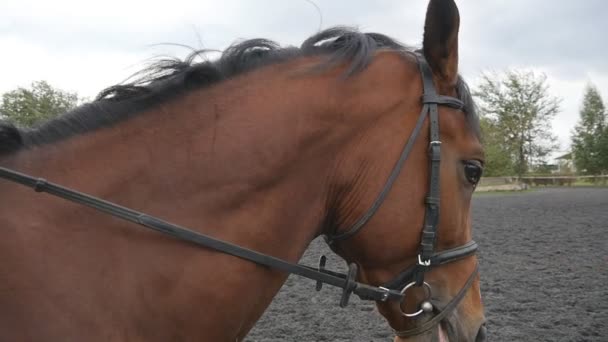 Muzzle of stallion close up. Jockey at horse walking at manege at farm on day. Beautiful nature at background. Stallion going outdoor. Closeup Slow motion — Stock Video