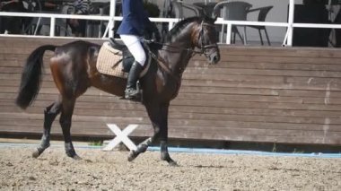 Kumun üzerinde çalışan at. Islak çamurlu zeminde dörtnala aygır, yakın çekim. Ağır çekim