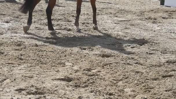 Pie de caballo caminando sobre la arena y empezando a correr. Acercamiento de las piernas que van en el suelo fangoso húmedo en Manege y comienzan a trotar. Siguiendo por semental. Primer plano: cámara lenta — Vídeo de stock