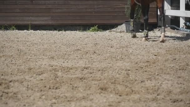 Pé de cavalo a andar na areia. Close up de pernas de garanhão galopando no chão enlameado molhado. Movimento lento — Vídeo de Stock