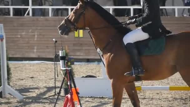 Αγνώριστος επαγγελματίας αναβάτης αρσενικό βόλτες με το άλογο. Καλπάζοντας άλογο και άλμα μέσα από ένα εμπόδιο στον ανταγωνισμό. Αργή κίνηση, κοντινό πλάνο — Αρχείο Βίντεο