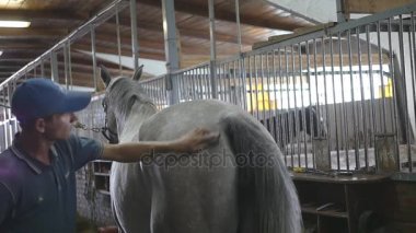 Genç çocuk bir ahır at vücut temizler. Adam beyaz bir at toz ve kir fırça ile temizler. Hayvanlar için bakım. Horseriding kulübü. Yavaş mo, slowmotion, portre, yakın çekim. Arka arkadan görünüm