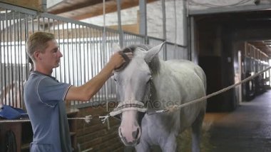 Genç çocuk bir ahır at vücut temizler. Adam beyaz bir at toz ve kir fırça ile temizler. Hayvanlar için bakım. Horseriding kulübü. Yavaş mo, slowmotion, portre, yakın çekim
