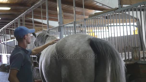 Νεαρό αγόρι καθαρίζει ένα σώμα άλογα σε ένα στασίδι. Ο άνθρωπος καθαρίζει ένα άσπρο άλογο από σκόνη και βρωμιά με βούρτσα. Φροντίδα για τα ζώα. Ιππασία Σύλλογος. Αργή mo, slowmotion, closeup, κοντινό πλάνο. Πίσω πίσω όψη — Αρχείο Βίντεο