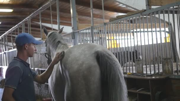 El joven limpia un cuerpo de caballo en un establo. El hombre limpia un caballo blanco del polvo y la suciedad con cepillo. Cuidado de los animales. Club de equitación. Mo lento, cámara lenta, primer plano, primer plano. Vista trasera trasera — Vídeo de stock