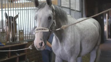 Genç çocuk bir ahır at vücut temizler. Adam beyaz bir at toz ve kir fırça ile temizler. Hayvanlar için bakım. Horseriding kulübü.
