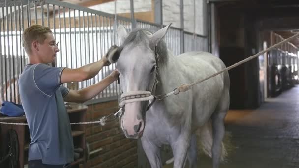 Un jeune garçon nettoie un corps de cheval dans une stalle. L'homme nettoie un cheval blanc de la poussière et de la saleté avec une brosse. Prendre soin des animaux. Club d'équitation. Ralenti, ralenti, gros plan, gros plan — Video