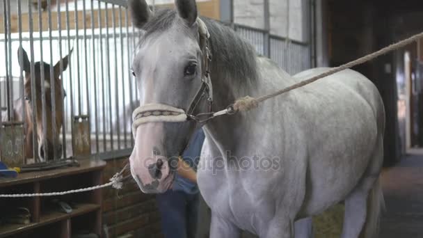 Un jeune garçon nettoie un corps de cheval dans une stalle. L'homme nettoie un cheval blanc de la poussière et de la saleté avec une brosse. Prendre soin des animaux. Club d'équitation .
