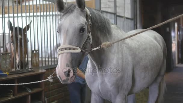 若い男の子は、屋台で馬体をクリーンアップします。男は、ブラシで汚れやホコリから白い馬をクリーンアップします。動物を世話します。乗馬クラブ. — ストック動画