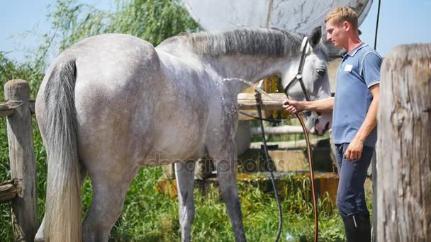 若い男は、屋外の水の流れとホースで馬をクリーニングします。馬の掃除を得るします。男馬の体を洗浄します。スローモーション、クローズ アップ。背面図 — ストック動画