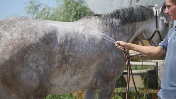 Молодой человек чистит лошадь из шланга с водяным ручьем на открытом воздухе. Лошадь чистят. Парень чистит тело лошади. Медленное движение, крупный план . — стоковое видео
