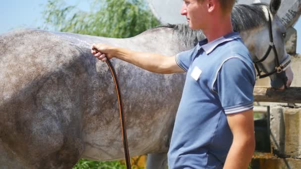 Young man cleaning the horse by a hose with water stream outdoor. Horse getting cleaned. Guy cleaning body of the horse. Slowmotion, close-up. — Stock Video