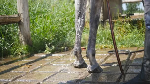 Giovane uomo che pulisce il cavallo da un tubo flessibile con flusso d'acqua all'aperto. Cavallo che viene pulito. Un tizio che pulisce le gambe del cavallo. Rallentamento, primo piano . — Video Stock