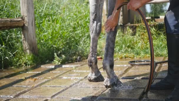 Young man cleaning the horse by a hose with water stream outdoor. Horse getting cleaned. Guy cleaning legs of the horse. Slowmotion, close-up. — Stock Video