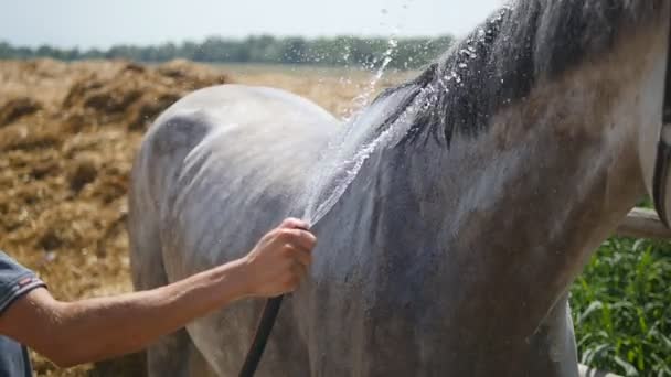 Joven limpiando el caballo por una manguera con chorro de agua al aire libre. Caballo limpiándose. Tipo limpiando el cuerpo del caballo. Lento, primer plano — Vídeos de Stock