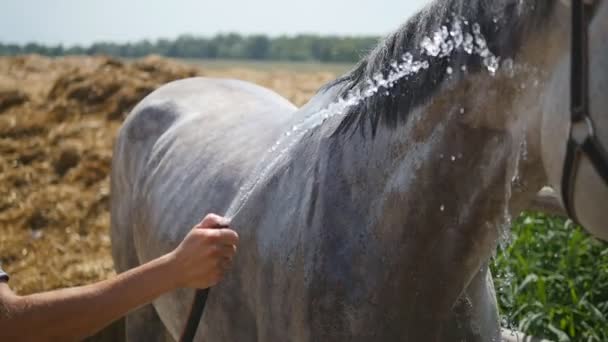 Joven limpiando el caballo por una manguera con chorro de agua al aire libre. Caballo limpiándose. Tipo limpiando el cuerpo del caballo. Lento, primer plano — Vídeo de stock