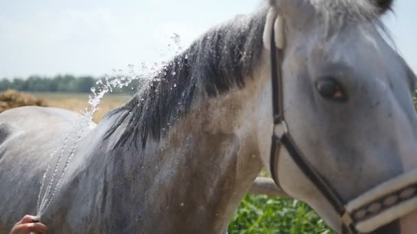 Fiatal férfi takarítás a ló mellett a tömlő víz patak szabadtéri. Ló kezd tisztítani. Az a fickó, takarítás, szervének a ló. Slowmotion, közelkép — Stock videók
