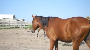 Kahverengi at çiftliği'nde yürüyor. Aygır dörtnala ve kuyruk sallama. Atlar arka planda grubudur. Yakın çekim