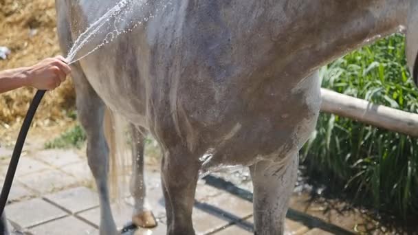 Молодой человек чистит лошадь из шланга с водяным ручьем на открытом воздухе. Лошадь чистят. Парень чистит тело лошади. Медленное движение, крупный план — стоковое видео