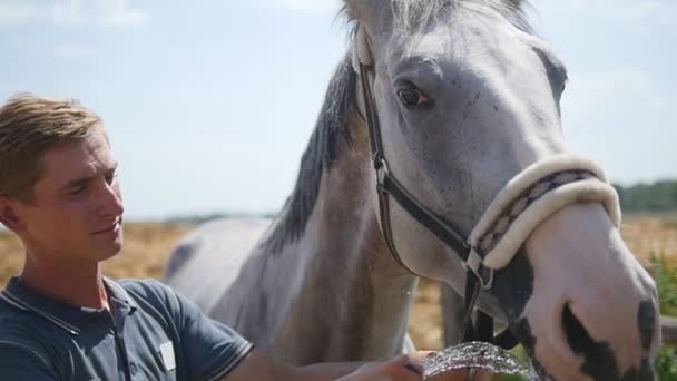 Mann hält Schlauch mit Wasserstrahl von ihm nahe Pferdemaul. Pferd trinkt an einem heißen Sommerabend Wasser aus der Sprühdüse. Zeitlupe, Nahaufnahme — Stockvideo