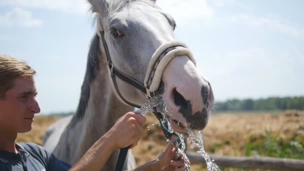 Man holds hose with water stream from it near horse muzzle. Horse drinking water out of spray nozzle on a hot summer evening. Slowmotion, close-up — Stock Video