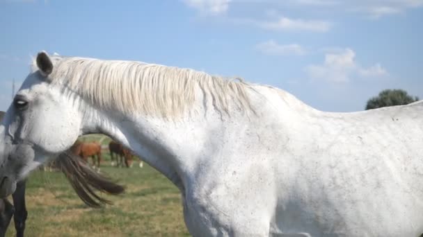 Groupe de chevaux broutant sur la prairie. Chevaux marche et mange de l'herbe verte dans le champ. Gros plan 