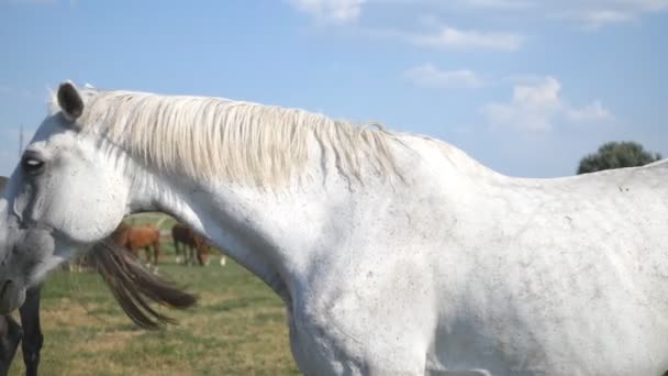 牧草地に放牧の馬のグループ。馬が歩いて、フィールドの緑の草を食べるします。クローズ アップ — ストック動画