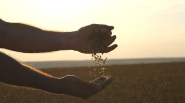 Adam boşalan olgun buğday günbatımında altın taneleri eller. Yeni hasat alan, üzerinde bir erkek elinde buğday tahıl. Çiftçi buğday ürün denetler. Gıda üretimi, tahıl kültür, kırsal manzara