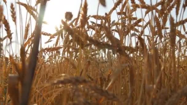 Fältet av moget vete vid solnedgången. Gyllene vete på sommaren vid soluppgången. Gyllene mogna öron vete mot himlen. Ekologisk mat på gård — Stockvideo