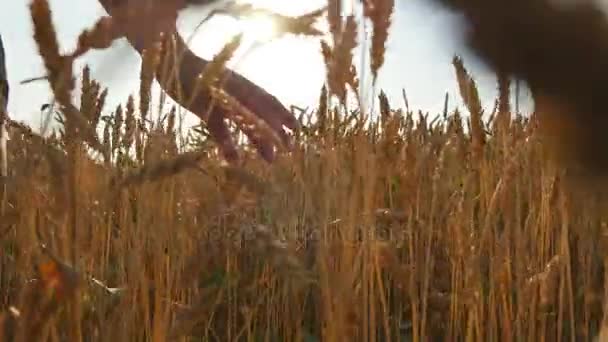 Mężczyzna dłoni przesuwając na rosnące na polu pszenicy. Młody człowiek działa poprzez pole pszenicy, widok z tyłu. Człowiek idąc przez pole pszenicy, dotykając kolce pszenicy o zachodzie słońca — Wideo stockowe